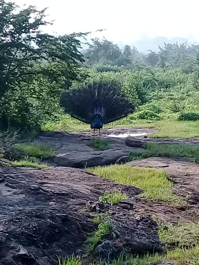 Janu Homestay Tangalle Eksteriør bilde